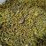 湖北新货野菊花朵花散装杀青烘干货10月底新货