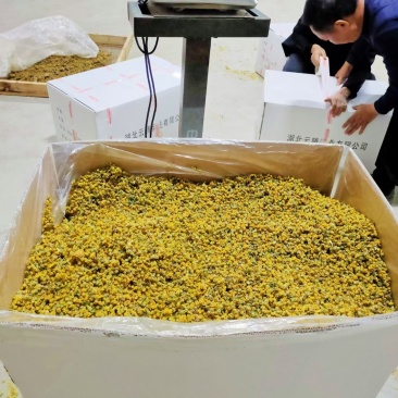 野菊花新货加工出来的颜色漂亮，质量佳湖北天门产地