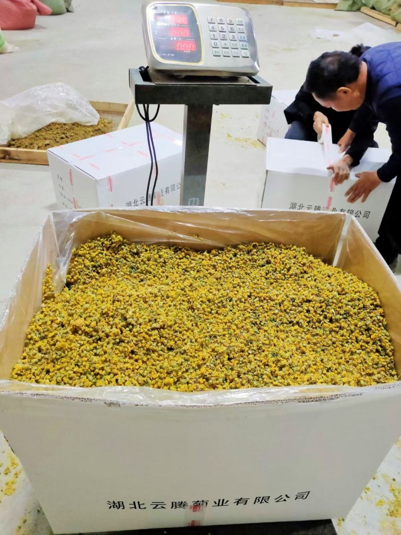 野菊花新货加工出来的颜色漂亮，质量佳湖北天门产地