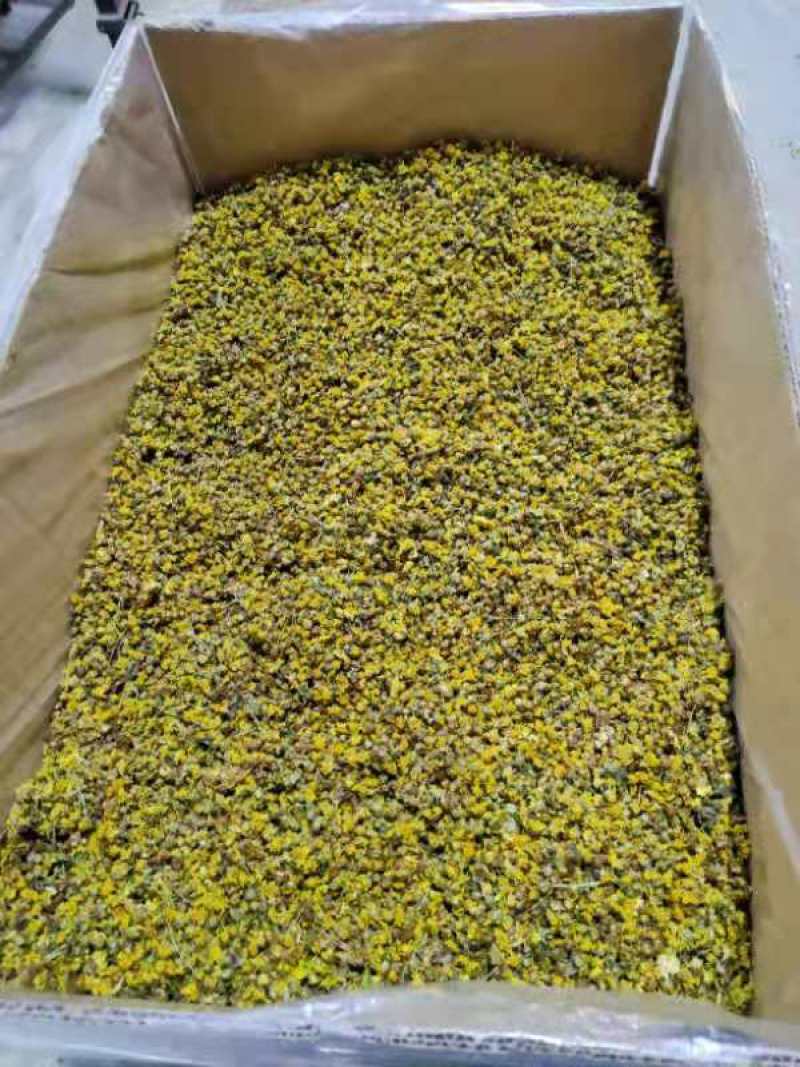 野菊花新货加工出来的颜色漂亮，质量佳湖北天门产地