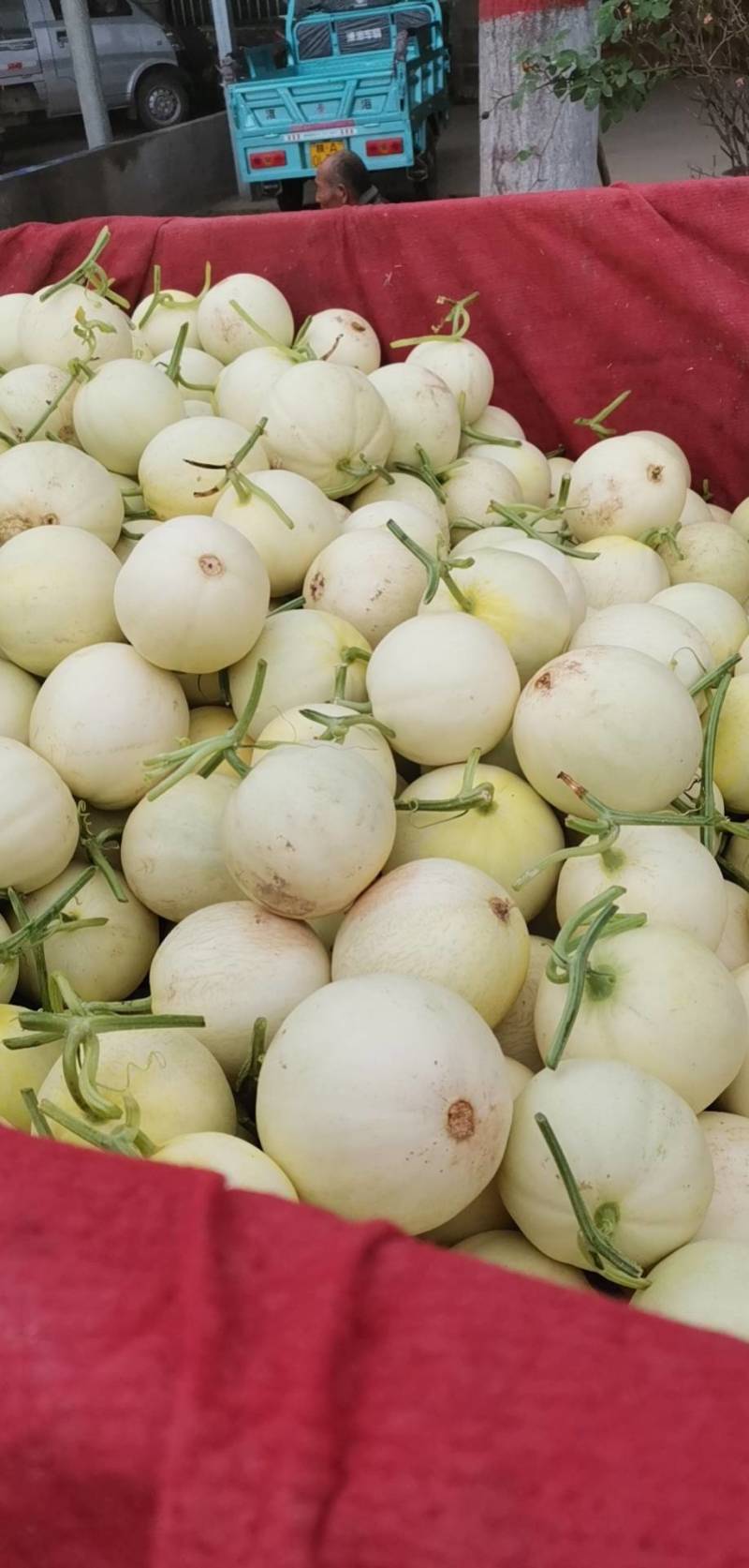 甜瓜