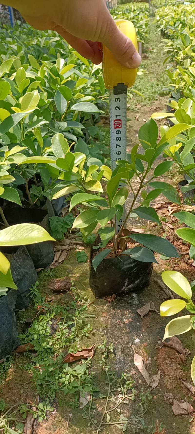 黄金榕福建漳州黄金榕绿化庭院设计基地直供大小规格袋苗