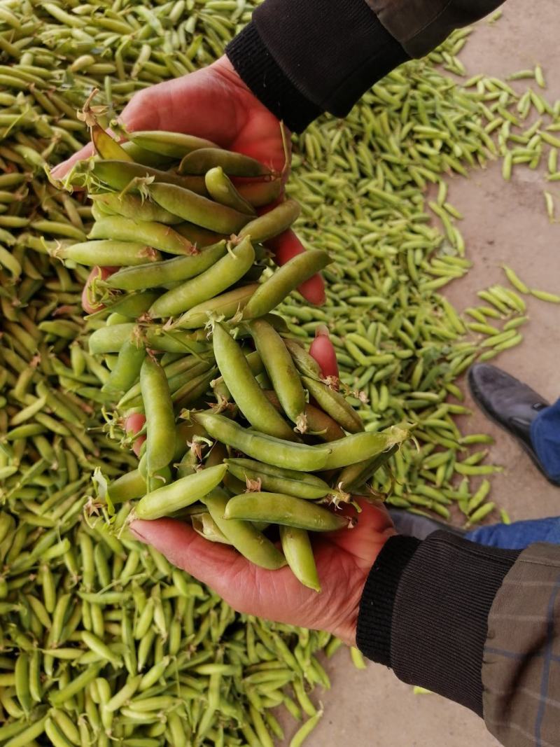 湖北精品豌豆，市场货，电商，加工厂