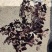 红花继木小毛球红花继木毛球红花继木红花继木小苗