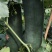 黑皮吊冬瓜60-70公分短瓜