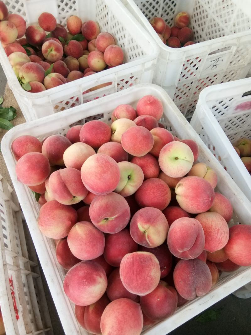 水蜜桃春美春雪春蜜早甜露，黄桃