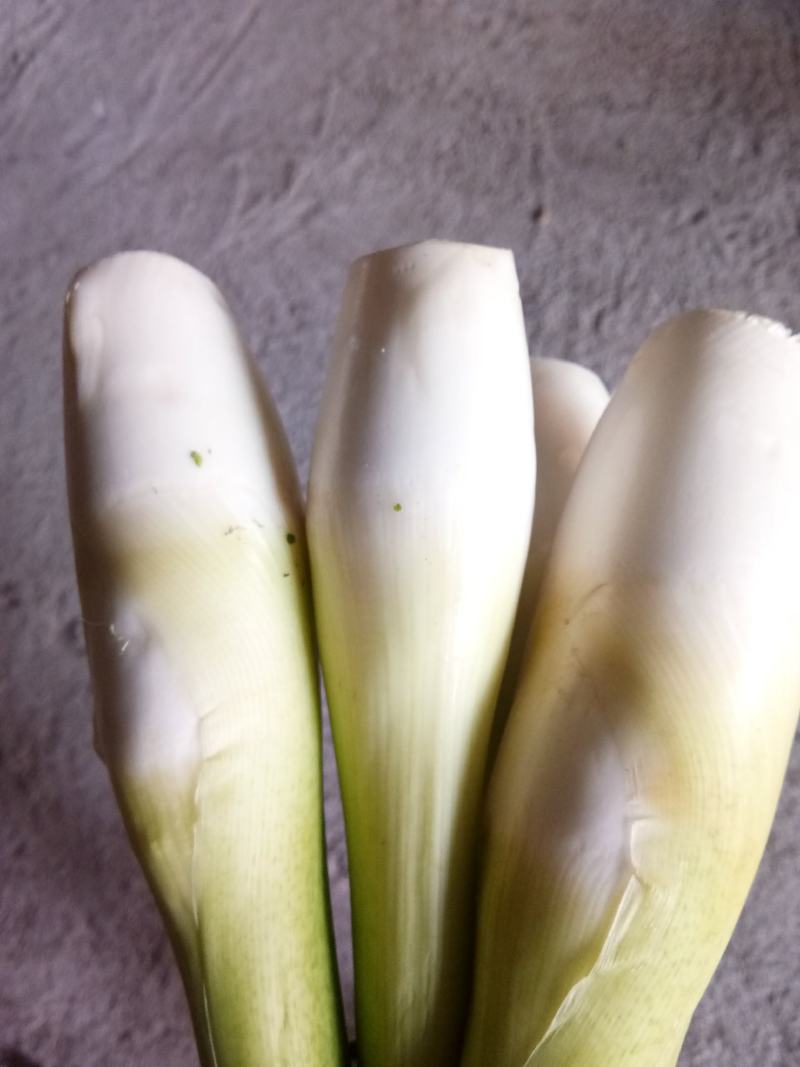 精品茭白，美人茭，茭白笋，十月茭，浙江丽水茭白产地直供