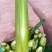 精品茭白，美人茭，茭白笋，十月茭，浙江丽水茭白产地直供