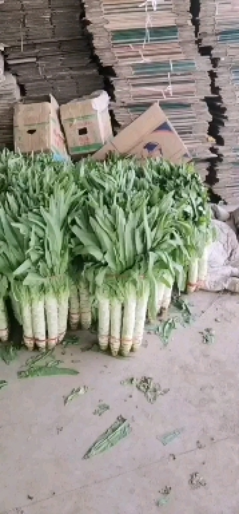 精品莴笋青皮莴笋大量上市了