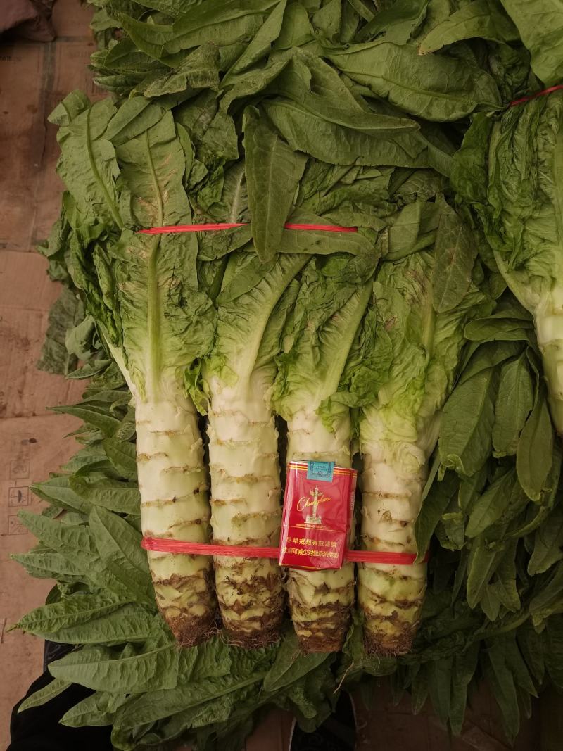 精品莴笋青皮莴笋大量上市了