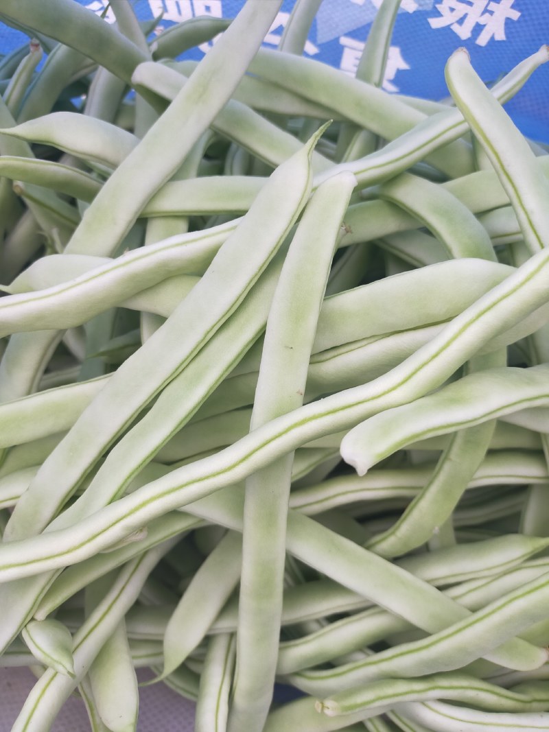 紫花油豆