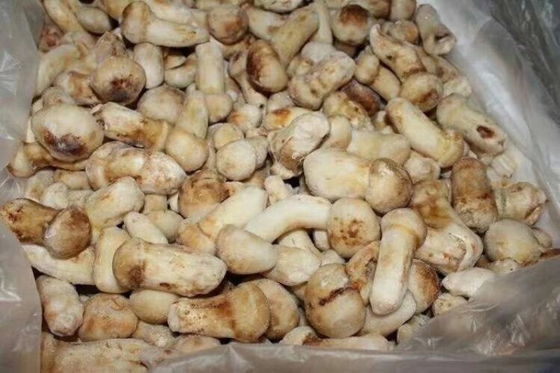 云南特产山珍菌菇冰冻松茸菌老家产地货源大量供应批发