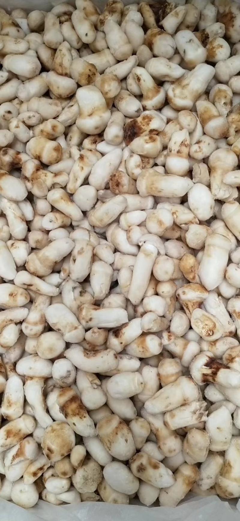 云南特产山珍菌菇冰冻松茸菌老家产地货源大量供应批发