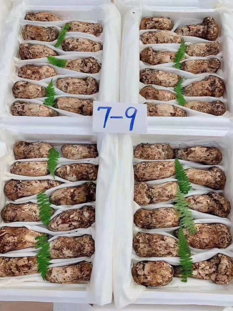 云南特产山珍菌菇冰冻松茸菌老家产地货源大量供应批发