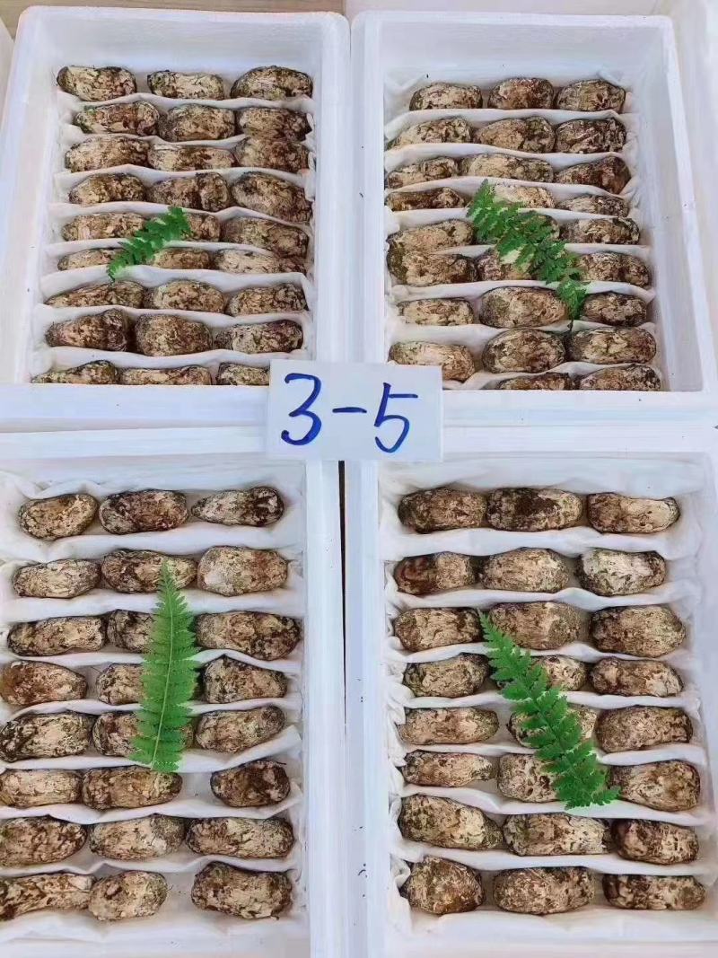 云南特产山珍菌菇冰冻松茸菌老家产地货源大量供应批发