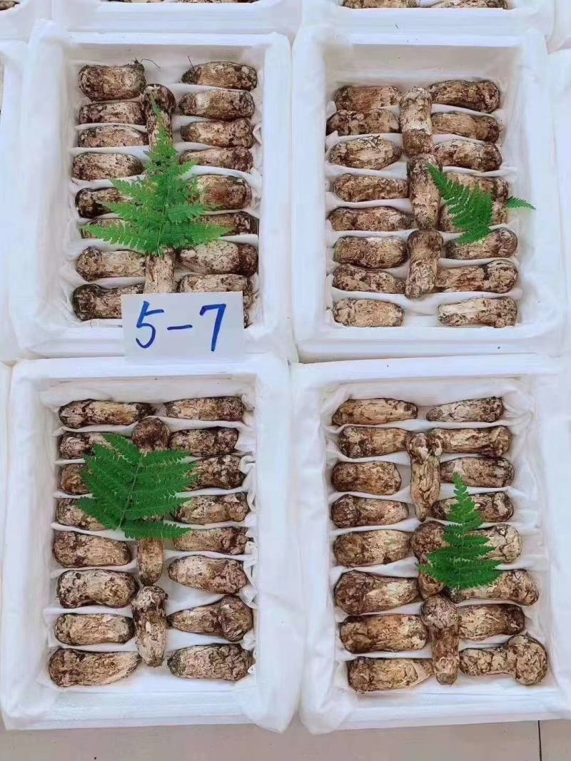 云南特产山珍菌菇冰冻松茸菌老家产地货源大量供应批发