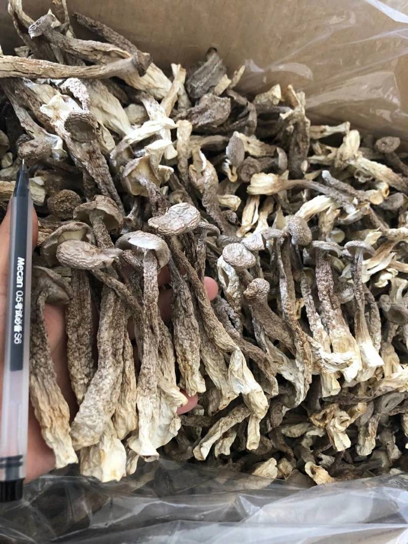 鹿茸菇