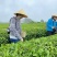 竹叶青，高山竹叶青，口感清洌、醇厚、芬芳、浓酽、怡人。