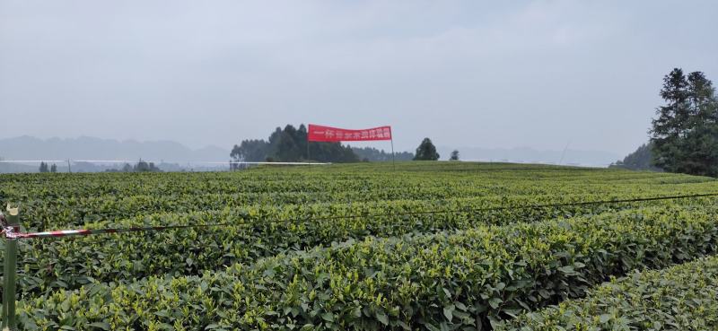 竹叶青，高山竹叶青，口感清洌、醇厚、芬芳、浓酽、怡人。
