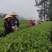 竹叶青，高山竹叶青，口感清洌、醇厚、芬芳、浓酽、怡人。