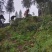老川茶古树茶平均海拔1200-1600，21年明前茶叶。