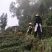 老川茶古树茶平均海拔1200-1600，21年明前茶叶。