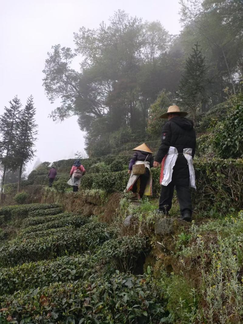 老川茶古树茶平均海拔1200-1600，21年明前茶叶。