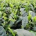 老川茶古树茶平均海拔1200-1600，21年明前茶叶。