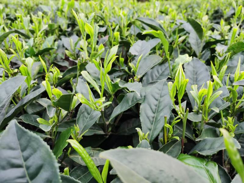 老川茶古树茶平均海拔1200-1600，21年明前茶叶。