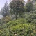 老川茶古树茶平均海拔1200-1600，21年明前茶叶。