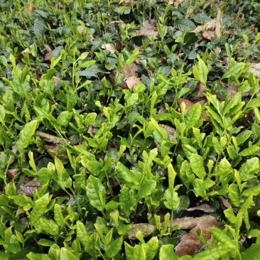老川茶古树茶平均海拔1200-1600，21年明前茶叶。
