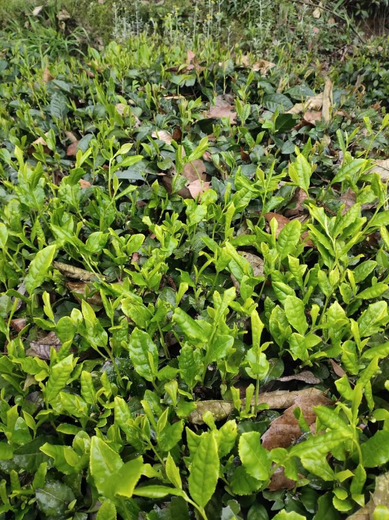 老川茶古树茶平均海拔1200-1600，21年明前茶叶。