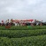 茉莉花茶，每一片茶叶均采摘自自家茶园，从源头保证品质。