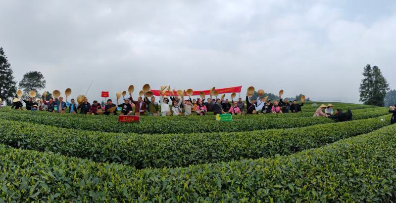 茉莉花茶，每一片茶叶均采摘自自家茶园，从源头保证品质。
