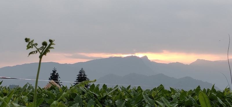 茉莉花茶，每一片茶叶均采摘自自家茶园，从源头保证品质。