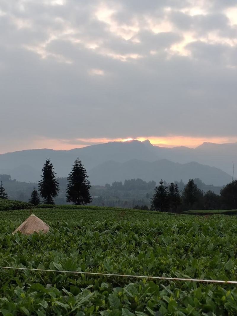 茉莉花茶，每一片茶叶均采摘自自家茶园，从源头保证品质。