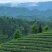 茉莉花茶，每一片茶叶均采摘自自家茶园，从源头保证品质。