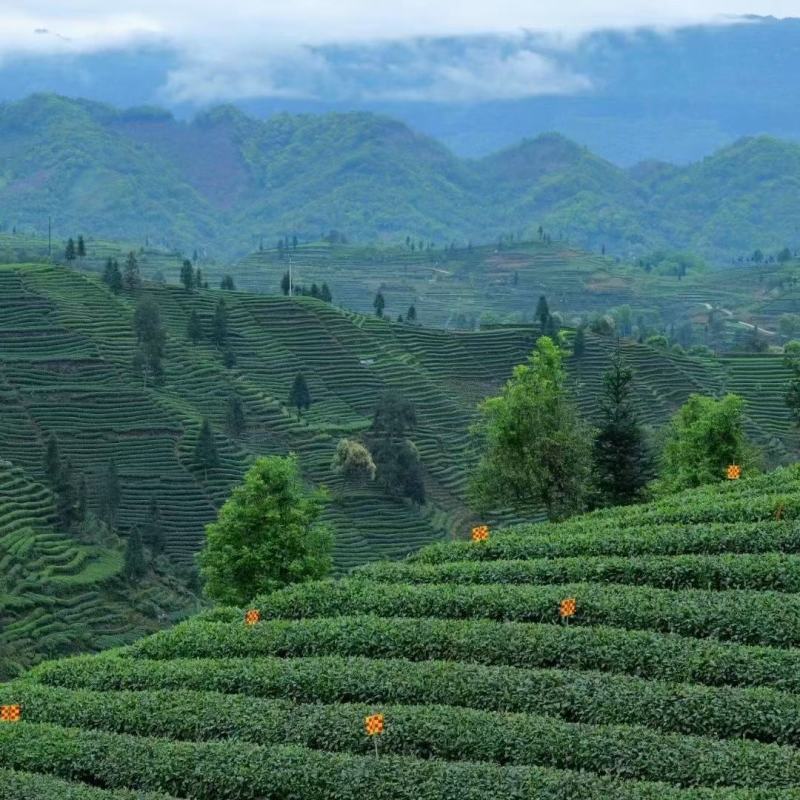 茉莉花茶，每一片茶叶均采摘自自家茶园，从源头保证品质。