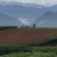 茉莉花茶，每一片茶叶均采摘自自家茶园，从源头保证品质。