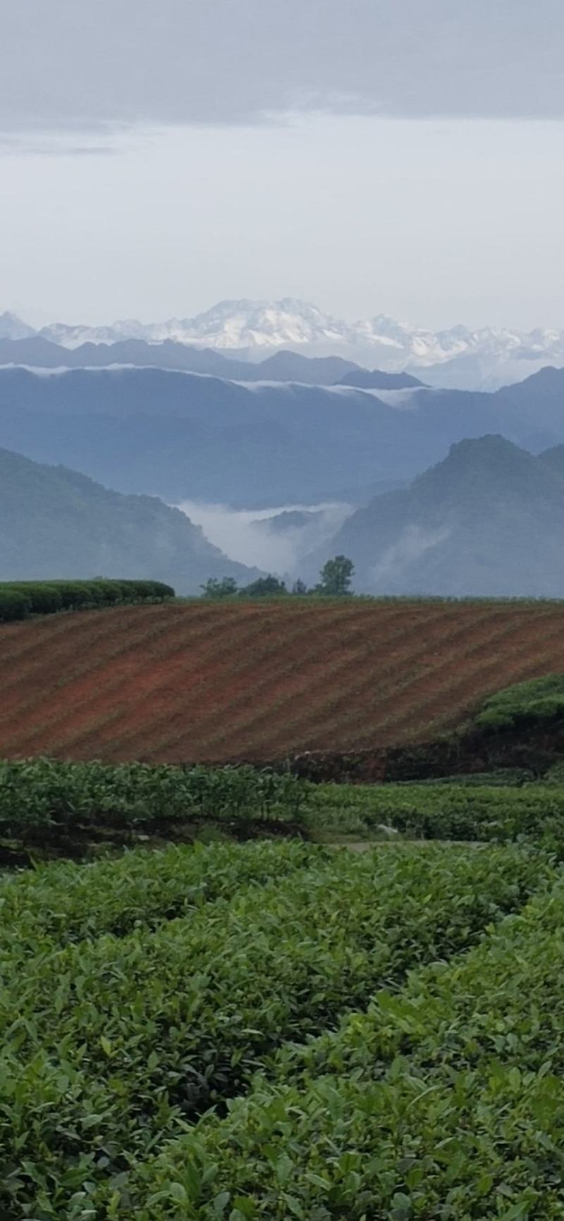 茉莉花茶，每一片茶叶均采摘自自家茶园，从源头保证品质。