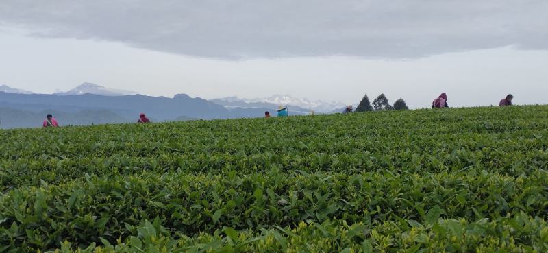 茉莉花茶，每一片茶叶均采摘自自家茶园，从源头保证品质。