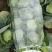 甘蓝包菜走车价绿甘蓝精品甘蓝大量上市基地供应