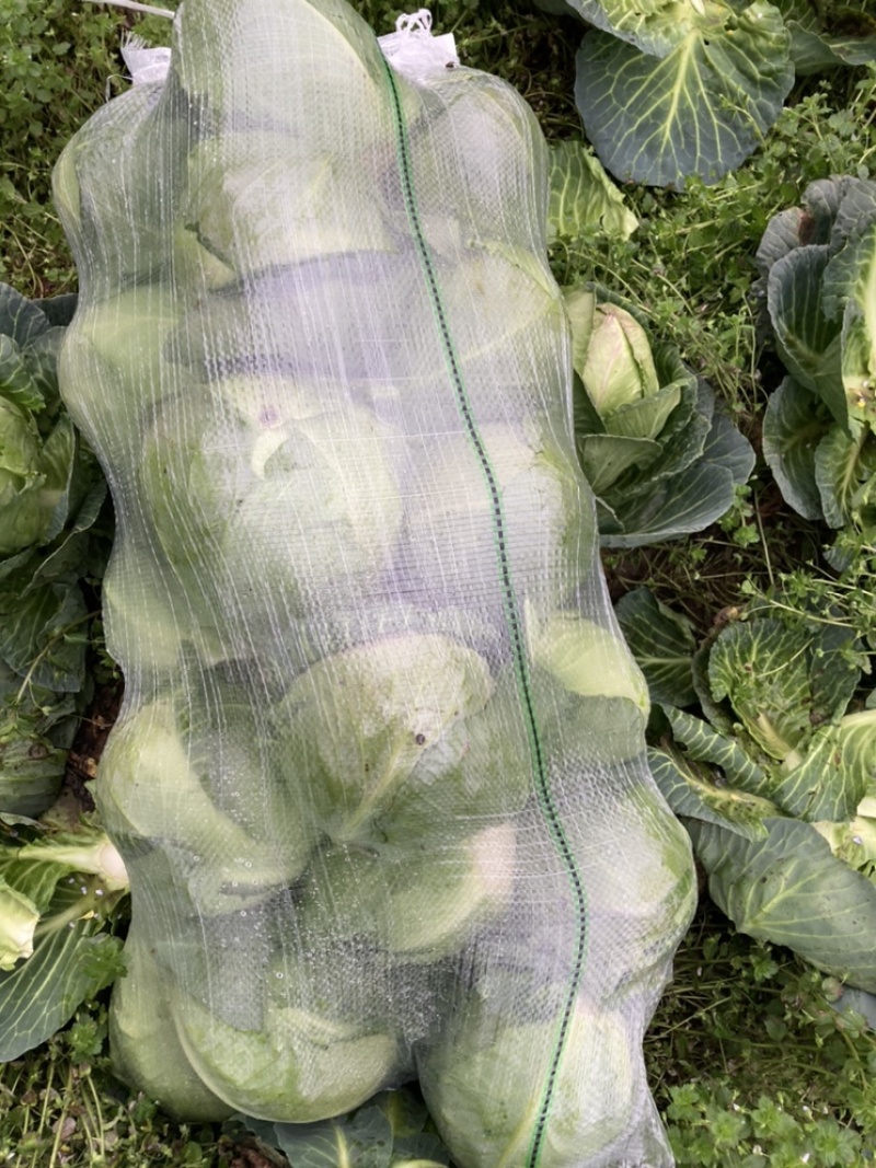 甘蓝包菜走车价绿甘蓝精品甘蓝大量上市基地供应