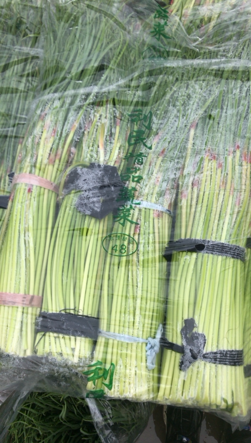 河北邯郸蒜苔大量上市价格美丽颜色好看蒜苔长好卖