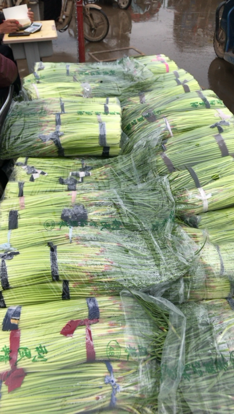 河北邯郸蒜苔大量上市价格美丽颜色好看蒜苔长好卖
