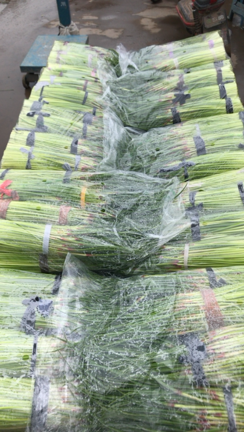 河北邯郸蒜苔大量上市价格美丽颜色好看蒜苔长好卖