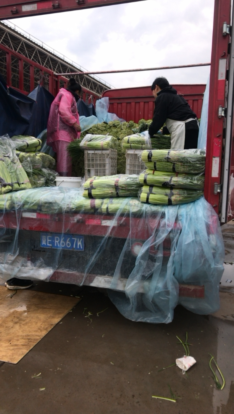 河北邯郸蒜苔大量上市价格美丽颜色好看蒜苔长好卖