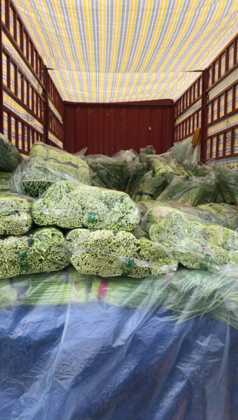 河北邯郸蒜苔大量上市价格美丽颜色好看蒜苔长好卖