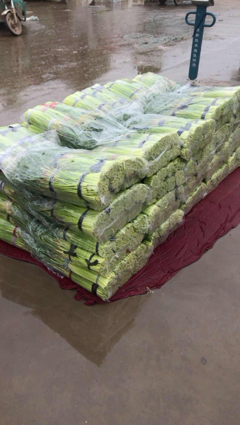 河北邯郸蒜苔大量上市价格美丽颜色好看蒜苔长好卖