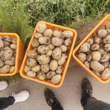 兴佳2号土豆。洋芋